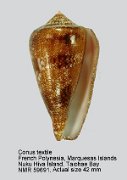 Conus textile (17)